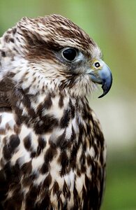 Birds of prey show wild bird raptor