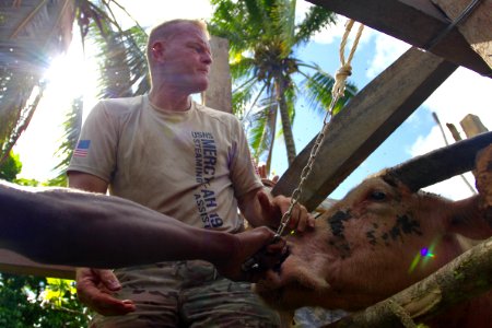US Army veterinarian treats buffalo in Papua New Guinea during Pacific Partnership 150709-N-ZZ999-003