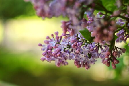 Flowers beauty plant