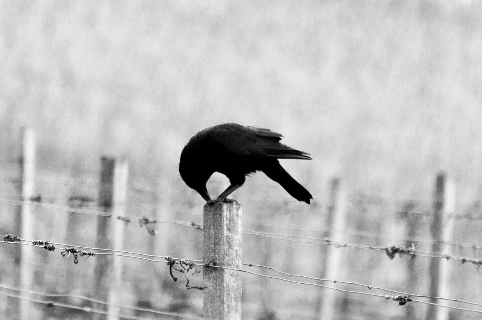 Auk beak wings photo