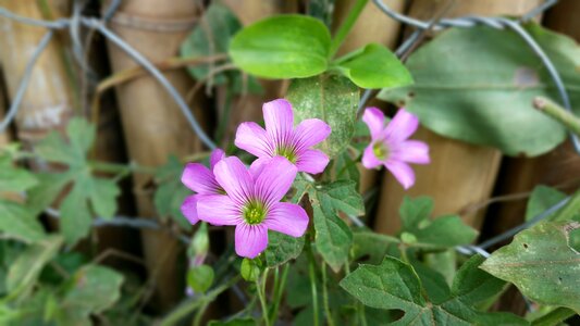 Garden flowers nature