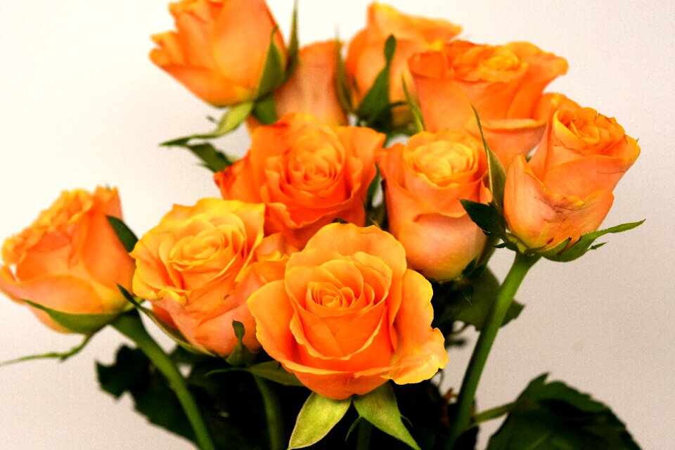 Bloom nature rose blooms