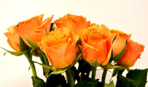 Bloom nature rose blooms