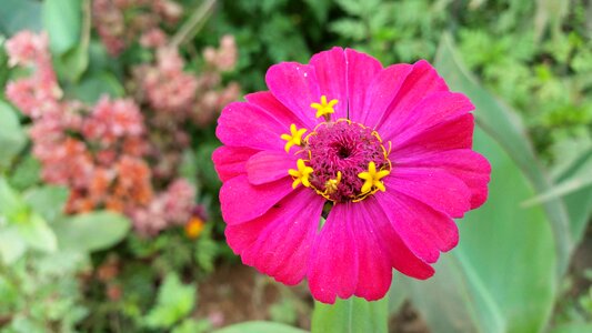 Plant color pink flowers