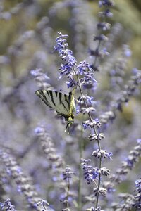 Wings field macro