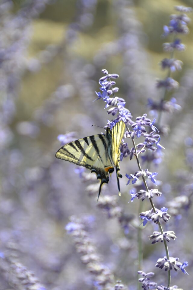 Nature macro wings