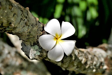 Blossom bloom white
