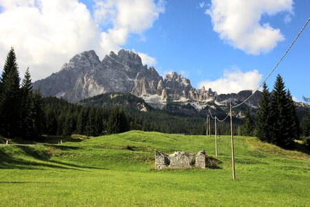 Grass meadow grasses photo