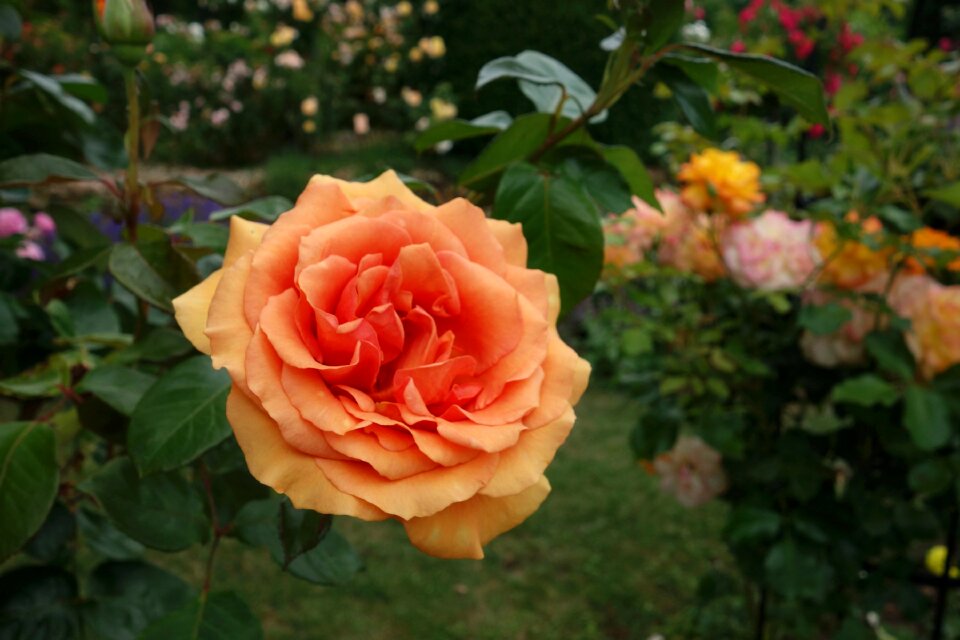 Flower bed blossom bloom