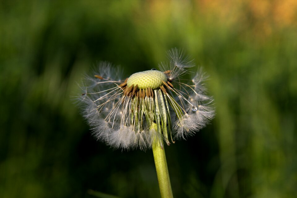Nature grass dandelion