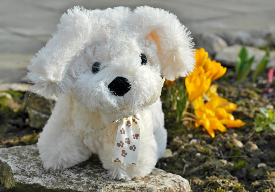 Play kid animal cute mammal