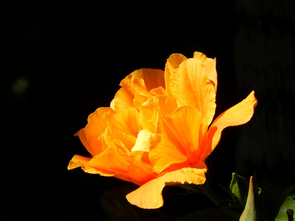Yellow flower light