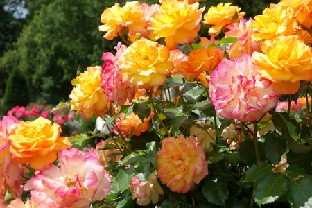 Rose flower blossom bloom