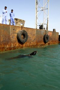 US Navy 030129-N-5319A-006 Space and Naval Warfare Systems Center's, Shallow Water Intruder Detection System (SWIDS) program