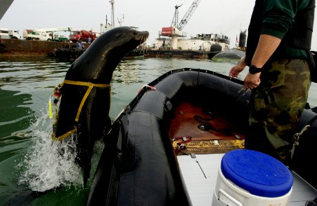 US Navy 030213-N-3783H-011 Zak, a 375-pound California sea lion, leaps back into the boat after a harbor-patrol training mission photo