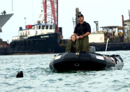 US Navy 030212-N-3783H-001 Zak, a 375-pound California sea lion, patrols during one of many harbor patrol training swims