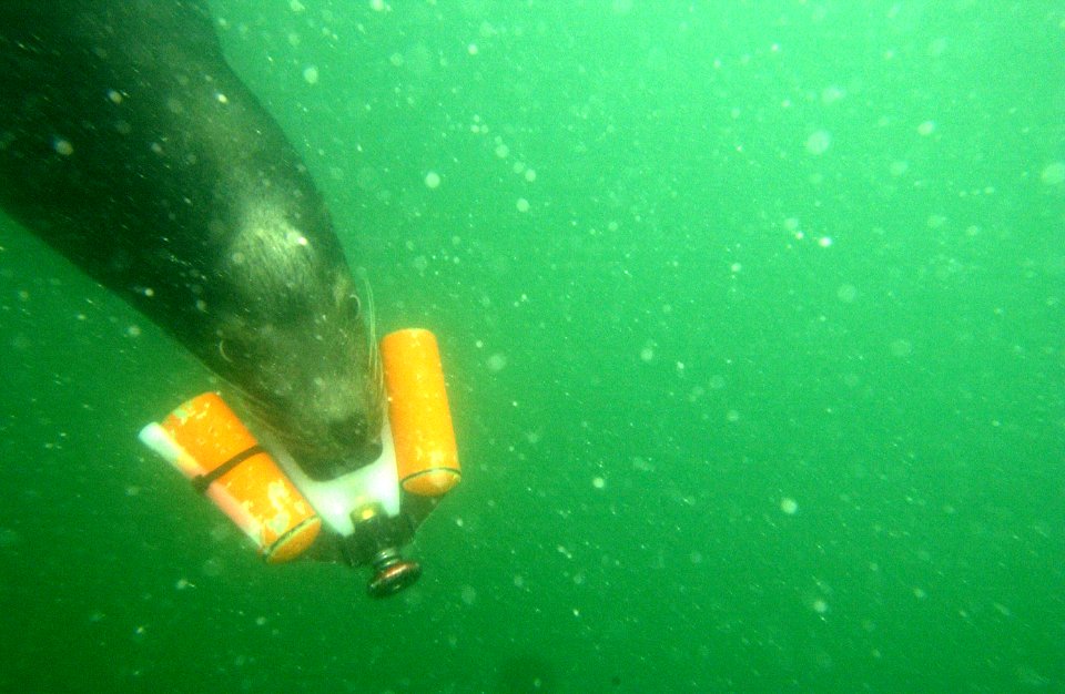 US Navy 030212-N-3783H-007 Zak, a 375-pound California sea lion moves through the water with a training device during one of the harbor patrol training swim