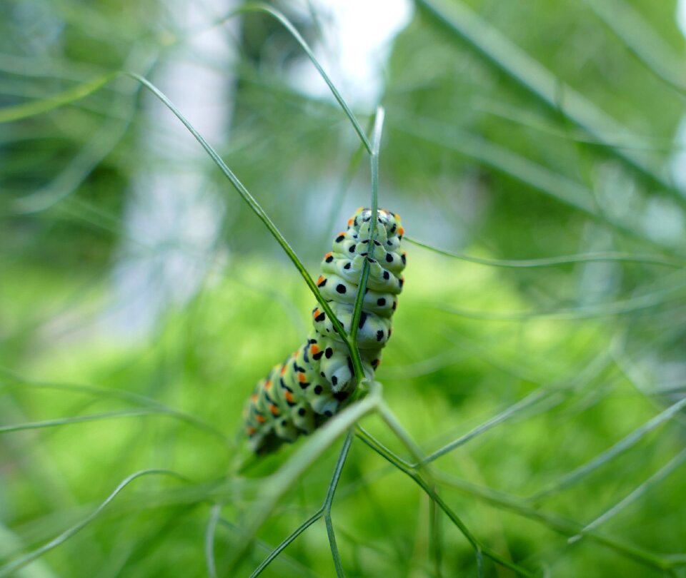 Butterfly caterpillar stage of development caterpillar