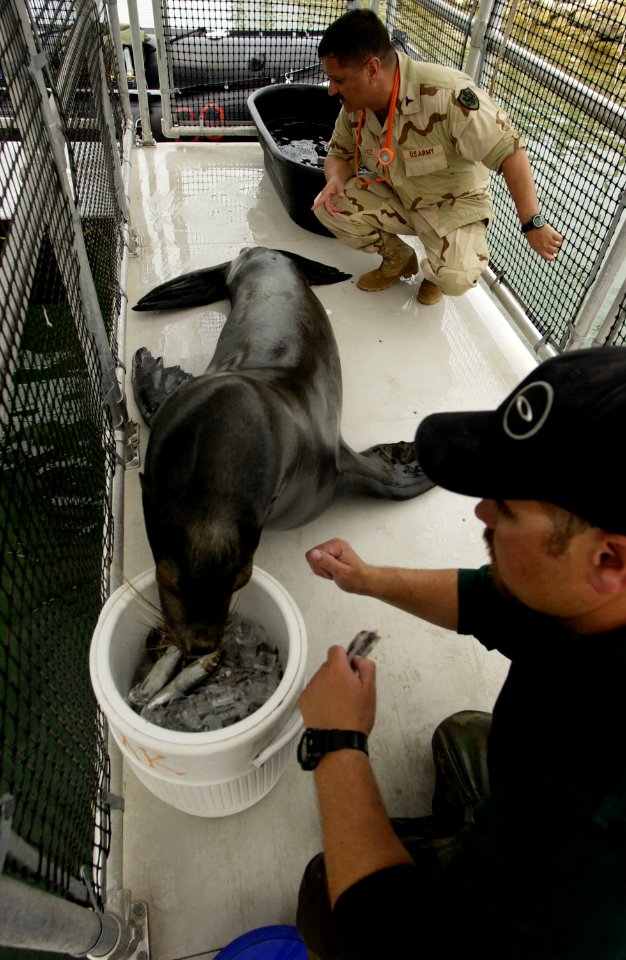 US Navy 030213-N-3783H-009 Zak, a 375-pound California sea lion, gets a physical from a U.S. Army veterinarian and a distracting snack from his trainer