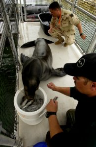 US Navy 030213-N-3783H-009 Zak, a 375-pound California sea lion, gets a physical from a U.S. Army veterinarian and a distracting snack from his trainer photo