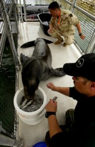 US Navy 030213-N-3783H-009 Zak, a 375-pound California sea lion, gets a physical from a U.S. Army veterinarian and a distracting snack from his trainer