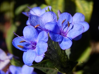 Blue celestial lilacs photo