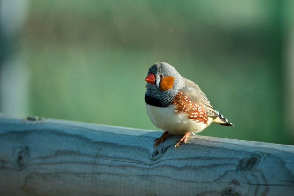 Animal wing zebra finch