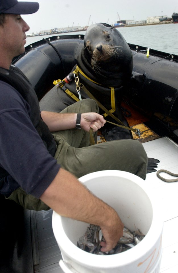 US Navy 030212-N-3783H-006 Zak, a 375-pound California sea lion waits patiently for a snack while completing a harbor patrol and training swim