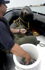 US Navy 030212-N-3783H-006 Zak, a 375-pound California sea lion waits patiently for a snack while completing a harbor patrol and training swim