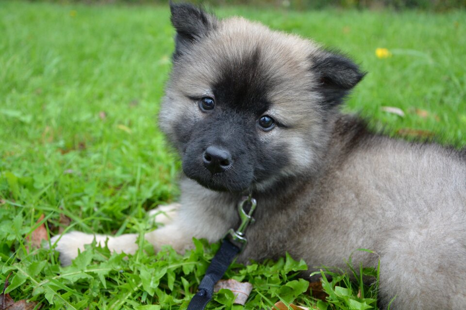 Female eurasier color dark sable