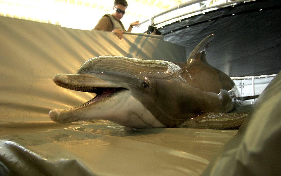 US Navy 030317-N-5319A-014 Spetz a Bottle Nose Dolphin belonging to Commander Task Unit (CTU-55.4.3) is beached up on a transfer mat before going out on a training mission