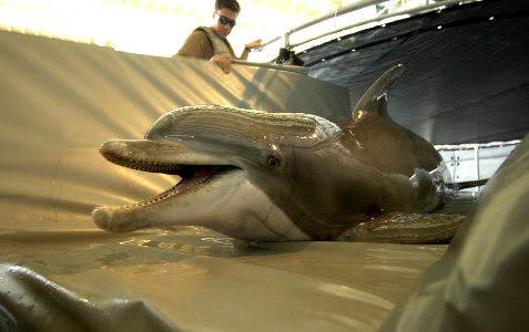 US Navy 030317-N-5319A-014 Spetz a Bottle Nose Dolphin belonging to Commander Task Unit (CTU-55.4.3) is beached up on a transfer mat before going out on a training mission