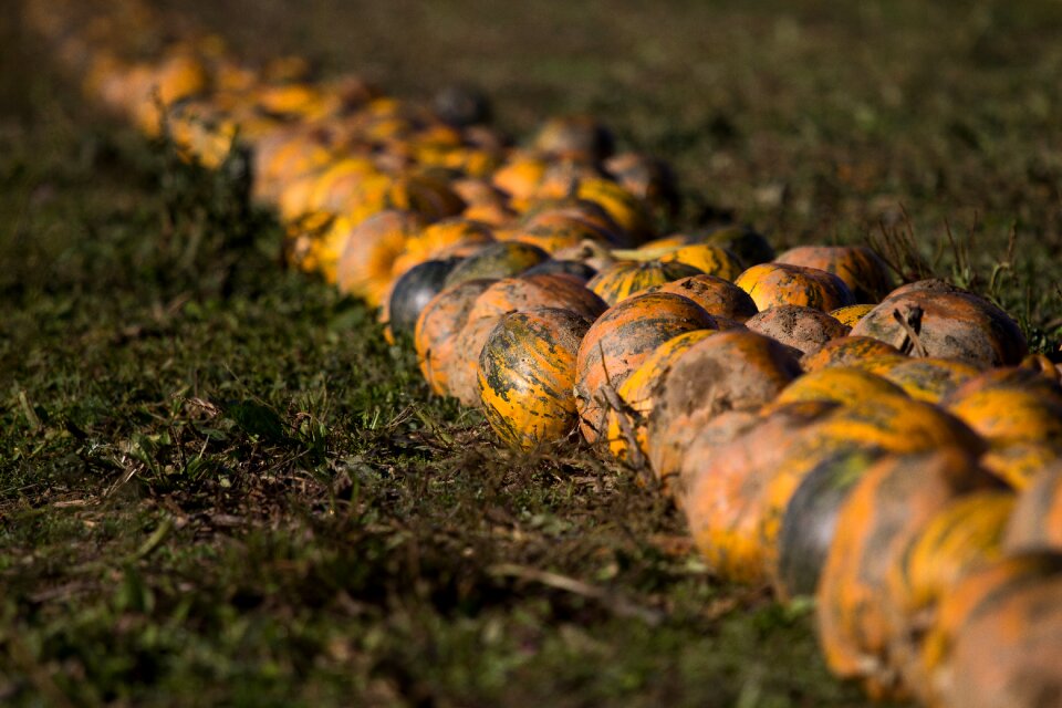 Food background pumpkin