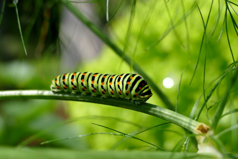 Swallowtail caterpillar butterfly caterpillar stage of development