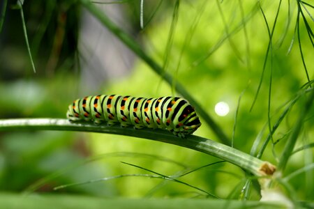 Swallowtail caterpillar butterfly caterpillar stage of development photo