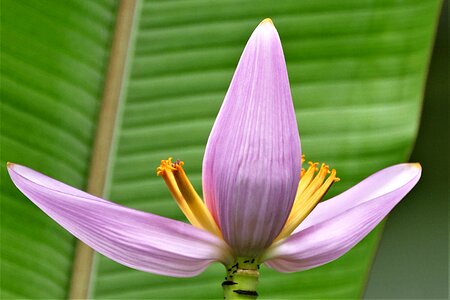 Banana flower tropical exotic