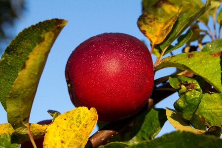 Tree food apple