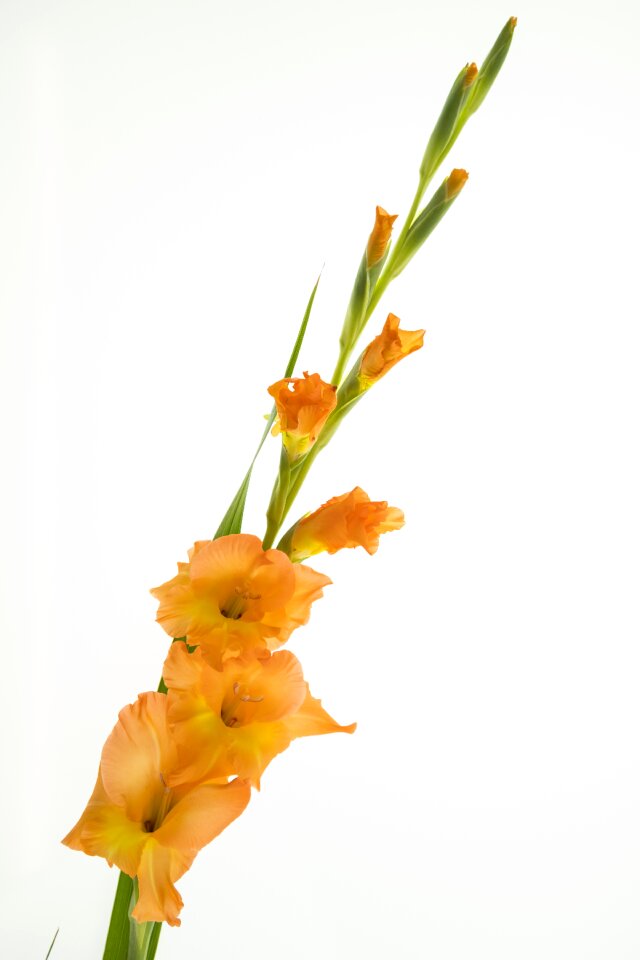 Gladiolus sword flower nature