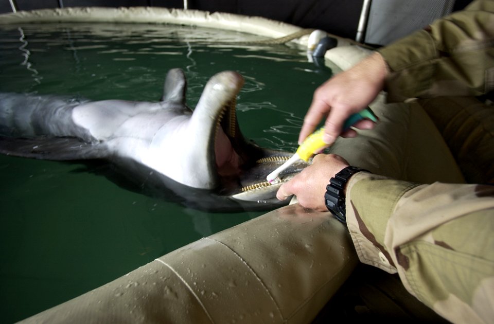 US Navy 030317-N-5319A-016 Signalman 2nd Class Diver (DV) Harlold Bickford a mammal handler from Commander Task Unit (CTU-55.4.3) brushes the teeth of a Bottle Nose Dolphin