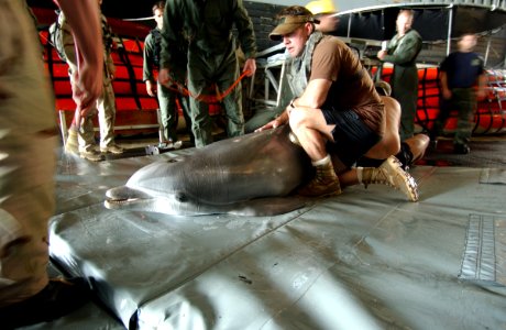 US Navy 030318-N-5319A-003 Hefi, a Bottle Nose Dolphin belonging to Command Task Unit (CTU) 55.4.3, receives a routine medical evaluation on the well deck aboard USS Gunston Hall (LSD 44)