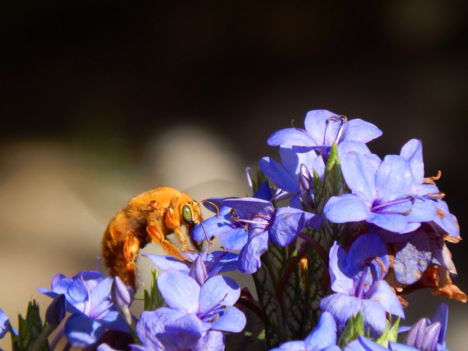 Sucking flowers lilacs