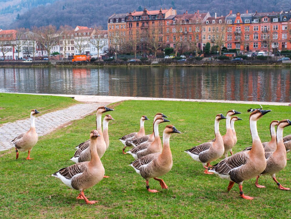 Heidelberg geese river