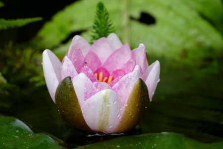 Pink pond plant aquatic plant