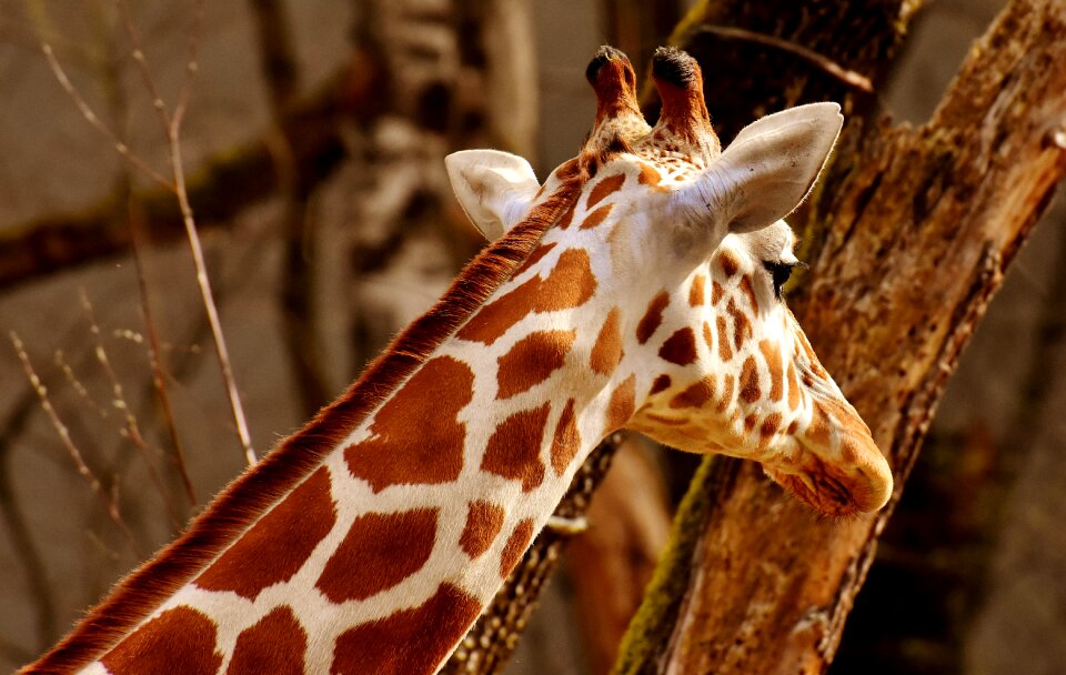 Animal portrait wild animal tierpark hellabrunn