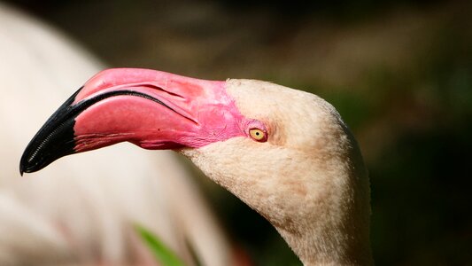Flamingo zoo water bird