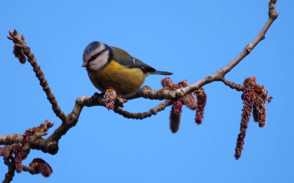Nature tree animal