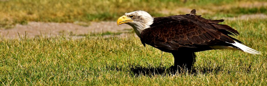Raptor bald eagle bird of prey