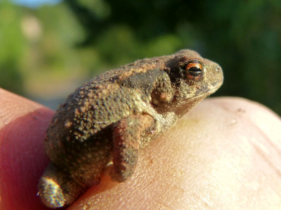 Small tiny bufo bufo