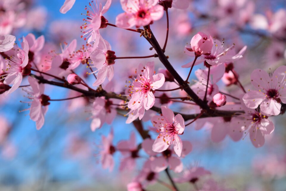 Pesco rosa spring