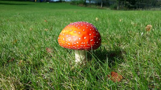 Autumn fly agaric red hat
